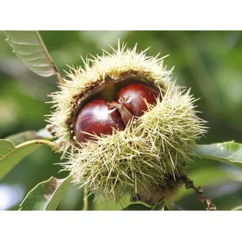 Sazenice Kaštanovník jedlý Balení: bal/kontejner, Tvar: výška 250-300cm, OK 14/16