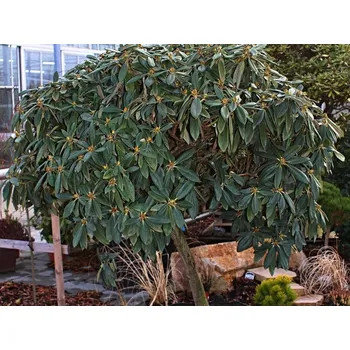 Sazenice Rododendron 'Arabella'