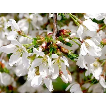 Sazenice Sakura 'Snow Fountains' Balení: bal/airpot/kontejner, Tvar: roubováno na kmínku, výška 250 cm, OK 18/20