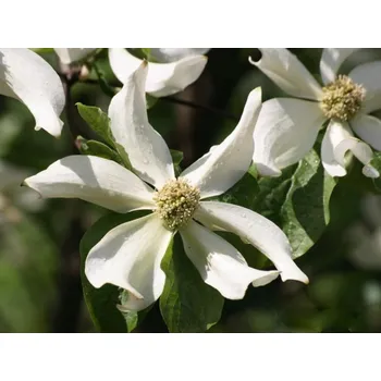 Sazenice Dřín Nuttalův 'North Star'