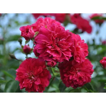 Sazenice Stromková růže převislá 'Excelsa' Balení: kontejner C30, Tvar: deštník