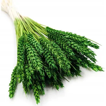 umělá květina Sušená pšenice EXTRA - Zelená - obilné klasy boho