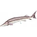 Gaby Polštář 60 cm jeseter