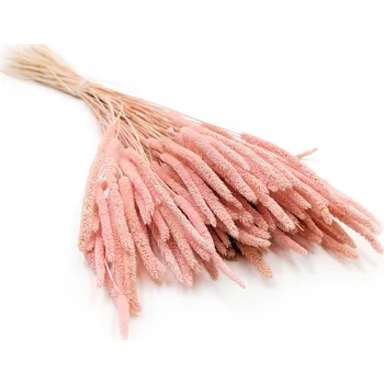 mech-mech.cz Sušený Bojínek luční - Perlová růž