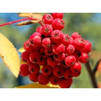 Sazenice Jeřáb 'Sacharnaja' Balení: prostokořenný stromek, Podnož: sorbus