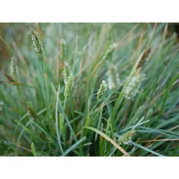 Sazenice Pěchava lesklá - Sesleria nitida Balení: kontejner p11