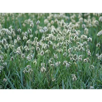 Sazenice Pěchava vápnomilná - Sesleria caerulea Balení: kontejner p9