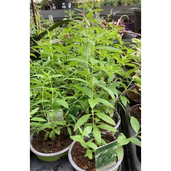 Sazenice Lippia citriodora