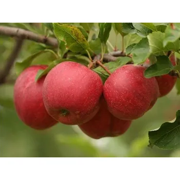 Sazenice Jabloň 'Gala Brookfield' Balení: bal/kontejner, Tvar: výška 250-300 cm, OK 20/25