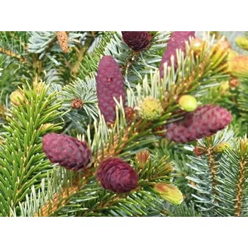 Sazenice Smrk dvoubarevný Balení: bal nebo kontejner C250, Tvar: výška 200-250cm