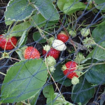 Síť proti ptákům Ochranná zahradní síť proti ptákům o velikosti 5 x 4 m