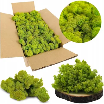 Obraz Mech Chrobotek sobí NORWESKÝ zelený 500g DEKORAČNÍ živý OZDOBNÝ