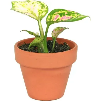 Gardners Aglaonema Red zirkonia, průměr 6 cm Aglaonema, Spící panna