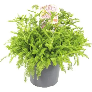 Květináč Řebříček červený FloraSelf Achillea millefolium 'Desert Eve' V 5-25 cm květináč 3 l
