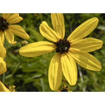 Sazenice Krásnoočko trojkřídlé - Coreopsis tripteris Balení: kontejner C2