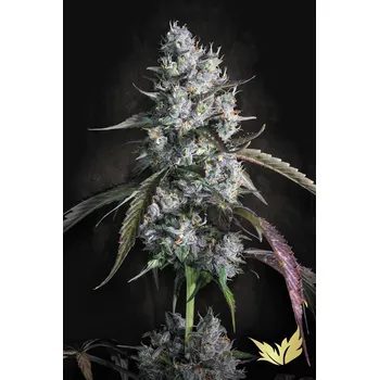 Semeno Paradise Seeds Red Velvet Auto Balení: 3ks