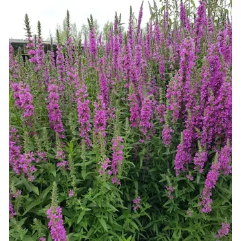 Sazenice Kyprej prutnatý ´DROPMORE PURPLE´ kont. 0,5 l