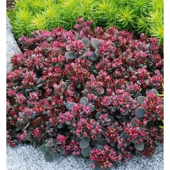 Sazenice Rozchodník ´RED SPARKLE´ kont. 0,5 l