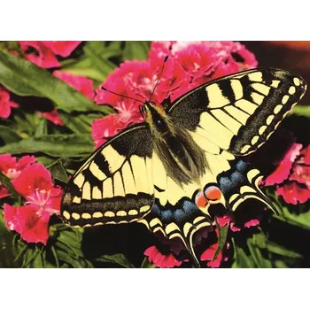 Puzzle RAVENSBURGER Krásný motýlek 500 dílků