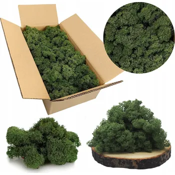 Obraz Mech Chrobotek sobí NORWESKÝ zelený 500g DEKORAČNÍ živý OZDOBNÝ