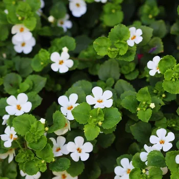 Semeno Bakopa Snowtopia - Bacopa sutera cordata - semena bakopy - 7 ks
