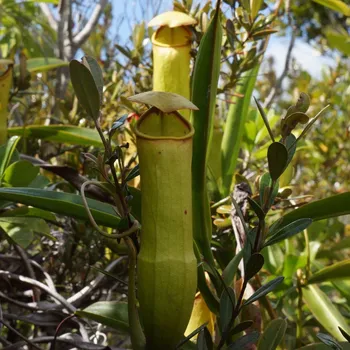 Semeno Láčkovka madagaskarská - Nepenthes madagascariensis - semena láčkovky - 10 ks