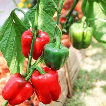 Semeno Paprika Yolo Wonder - Capsicum annuum - semena papriky - 8 ks