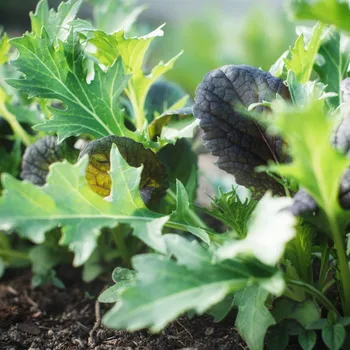 Semeno Mix asijských salátů - výsevný pásek - 1&nbsp;ks