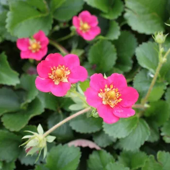Semeno Jahodník stáleplodící Ariba Deep Rose F1 - Fragaria ananassa - semena jahodníku - 10 ks