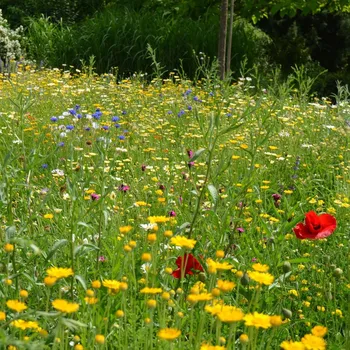 Semeno Trvalková směs - semena Černý Biopro - směs - 40 g