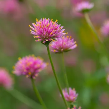 Semeno Pestrovka Fireworks - Gomphrena pulchella - semena pestrovky - 10&nbsp;ks
