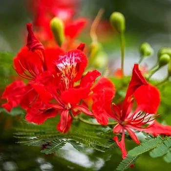 Semeno Ohňový strom - Delonix regia - semena ohňového stromu - 6 ks