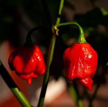 Semeno Chilli Trinidad Scorpion Moruga Red - Capsicum chinense - semena chilli - 5 ks