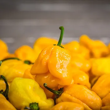 Semeno Chilli Trinidad scorpion butch žluté – Capsicum chinense – semena chilli – 5 ks