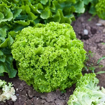 Semeno BIO Salát listový Lollo Bionda Limeira - Lactuca sativa - bio semena salátu - 20&nbsp;ks