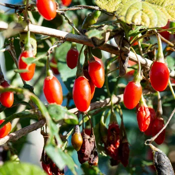 Semeno BIO Kustovnice čínská - Lycium chinense - bio semena kustovnice - 5 ks