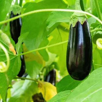 Semeno Lilek Falcon F1- Solanum melongena - semena lilku - 8 ks