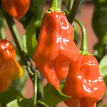 Semeno BIO Chilli Habanero oranžové - Capsicum chinense - bio semena chilli - 6 ks