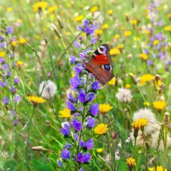 Semeno Směs květin - Zelená střecha a suchá místa - semena Kiepenkerl - 1&nbsp;ks