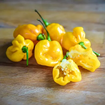 Semeno Chilli Big Sun Habanero - Capsicum chinense - semena chilli - 6&nbsp;ks