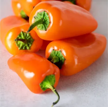 Semeno Paprika Snacking Orange F1 - Capsicum annuum - semena papriky - 5 ks