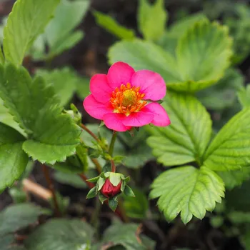 Semeno Jahodník stáleplodící Toscana F1 - Fragaria ananassa - semena jahodníku - 10&nbsp;ks