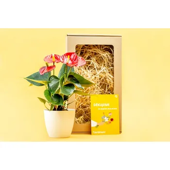 Gardners Dárková sada pro učitele "Anthurium s květináčem" Anturie, Toulitka, Prasečí ocásek