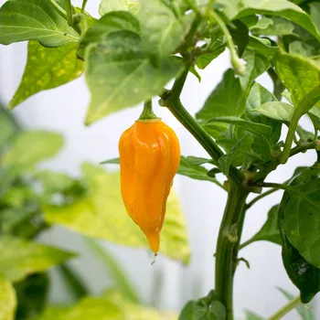 Semeno Chilli žluté Bhut Jolkia - Capsicum chinense - semena chilli - 5 ks
