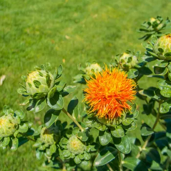 Semeno BIO Světlice barvířská - Carthamus tinctorius - bio semena světlice - 20 ks