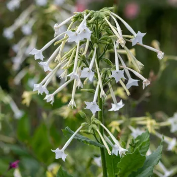Semeno Nicotiana sylvestris 200 ks