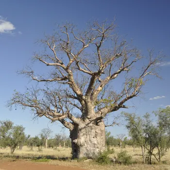 Semeno Baobab australský - Adansonia gregorii - semena baobabu - 3 ks