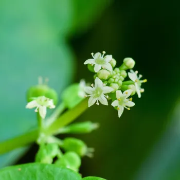 Semeno Gotu Kola - Centella asiatica - semena gotu - 4 ks