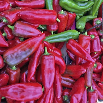 Semeno BIO Paprika Atris F1 - Capsicum annuum - bio semena papriky - 5 ks