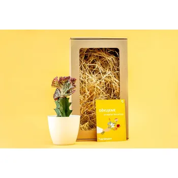 Bytová dekorace Gardners Dárková sada pro učitele "Euphorbia lactea Cristata s květináčem" Pryšec